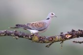 La ONC defiende que la moratoria de la caza de la tórtola sería un sinsentido y no mejoraría la situación de la especie