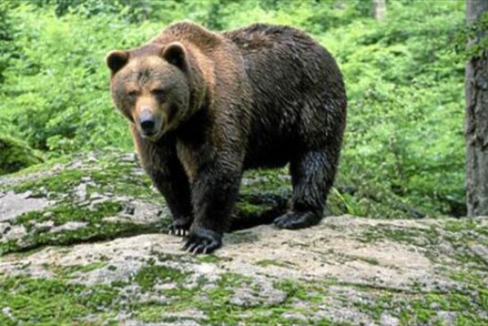 La RFEC apoya el oso en el Pirineo siempre que sea compatible con los demás usos del monte