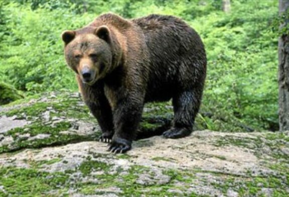 La RFEC apoya el oso en el Pirineo siempre que sea compatible con los demás usos del monte