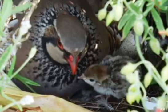 La Fundación Artemisan elabora un vídeo para alertar de las posibles molestias a la fauna silvestre por actividades de ocio al aire libre