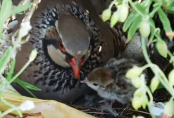 La Fundación Artemisan elabora un vídeo para alertar de las posibles molestias a la fauna silvestre por actividades de ocio al aire libre