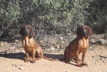 Campaña para sensibilizar sobre abandono de mascotas en verano