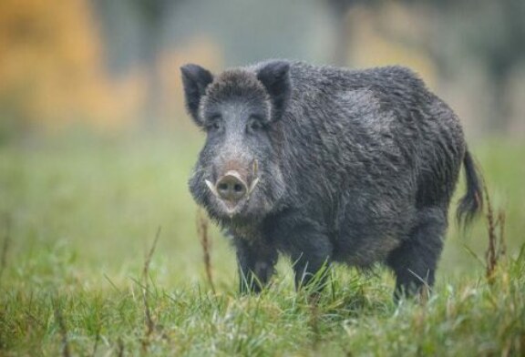Europa aconseja incrementar la caza del jabalí como medida de control de la peste porcina