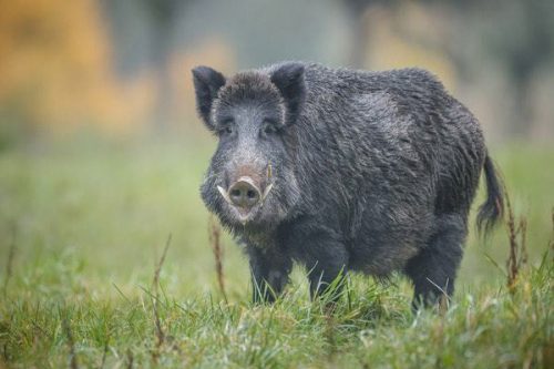 Europa aconseja incrementar la caza del jabalí como medida de control de la peste porcina