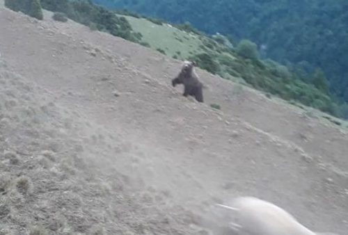 Un oso se enfrenta a un pastor en el Pirineo