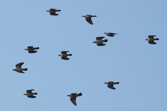 Euskadi espera la ampliación del período de caza de la paloma torcaz
