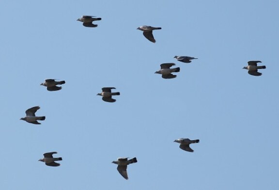 Euskadi espera la ampliación del período de caza de la paloma torcaz