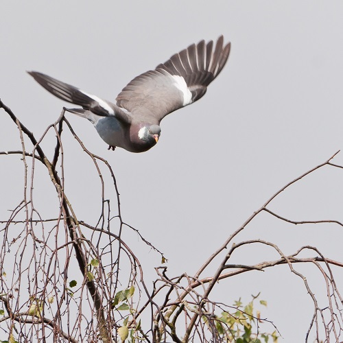 Prórroga de la caza de la paloma torcaz