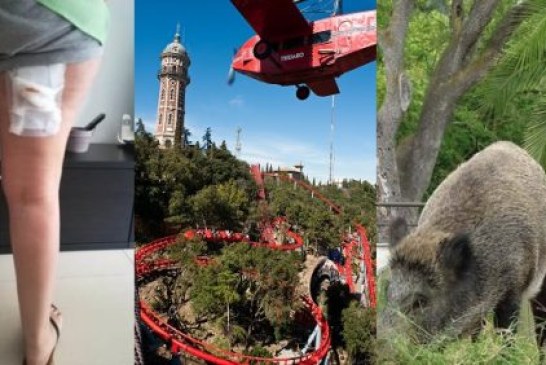 Un jabalí ataca a una familia en el parque de atracciones del Tibidabo