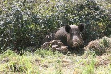 Los jabalíes se pasean por Basauri (Bizkaia) +Vídeo interior