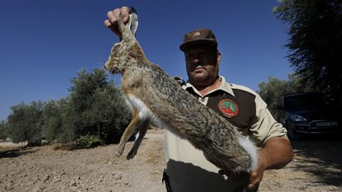 Piden colaboración a los cazadores para controlar la mixomatosis en las liebres