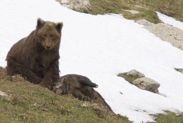 Navarra prepara medidas para encajar la introducción de dos osas eslovenas por parte de Francia al final del verano