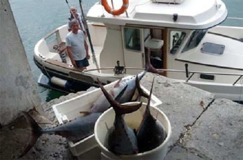 Cierre de la pesca del atún blanco del norte. La medida afecta a la embarcaciones deportivas
