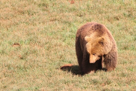 Un canadiense consigue sobrevivir al ataque de un oso pardo apuñalándolo con una navaja de bolsillo