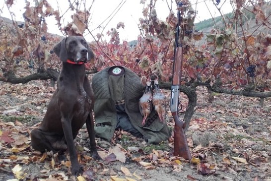 Cazar perdices a rabo junto a tu compañero y amigo… Tu perro de caza