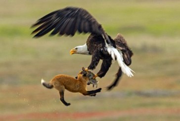 Graba la pelea entre un zorro y un águila por un conejo (+Vídeo)