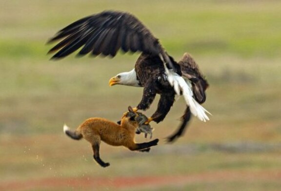 Graba la pelea entre un zorro y un águila por un conejo (+Vídeo)