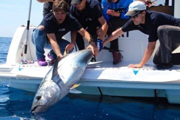 La ciencia, la investigación y la pesca deportiva se aúnan en la Bermeo Tuna Tagging Race