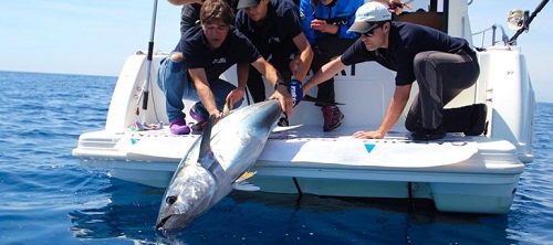 La ciencia, la investigación y la pesca deportiva se aúnan en la Bermeo Tuna Tagging Race