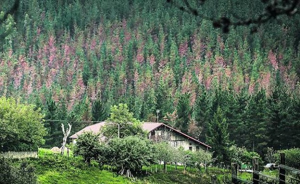 Sobre la enfermedad del pino en Euskadi: Piensa mal y acertarás