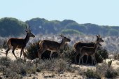 Carne Silvestre. Una alternativa para la conservación de la naturaleza