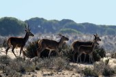 Carne Silvestre. Una alternativa para la conservación de la naturaleza