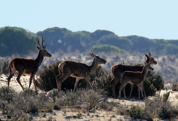 Carne Silvestre. Una alternativa para la conservación de la naturaleza