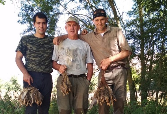 Últimos mohicanos a codornices. Las palomas más zorreadas.  Cuarto boletín Media Veda