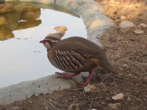Bebedero para aves que los cazadores instalan en temporada de sequías