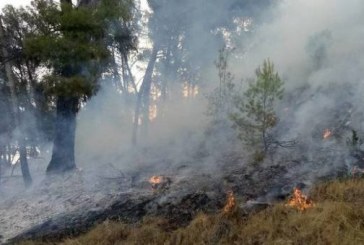 Animalista prende fuego a un monte cerca de unas palomeras en Navarra (+Vídeo)