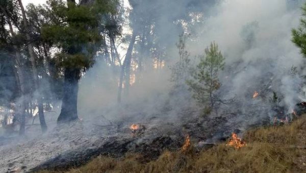 Animalista prende fuego a un monte cerca de unas palomeras en Navarra (+Vídeo)