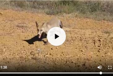 ¿El zorro es un animal salvaje o doméstico?