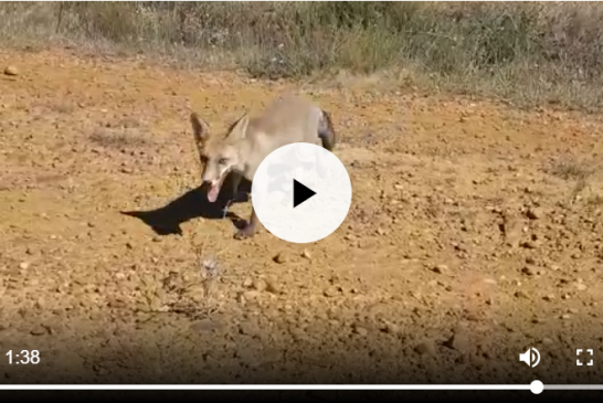 ¿El zorro es un animal salvaje o doméstico?