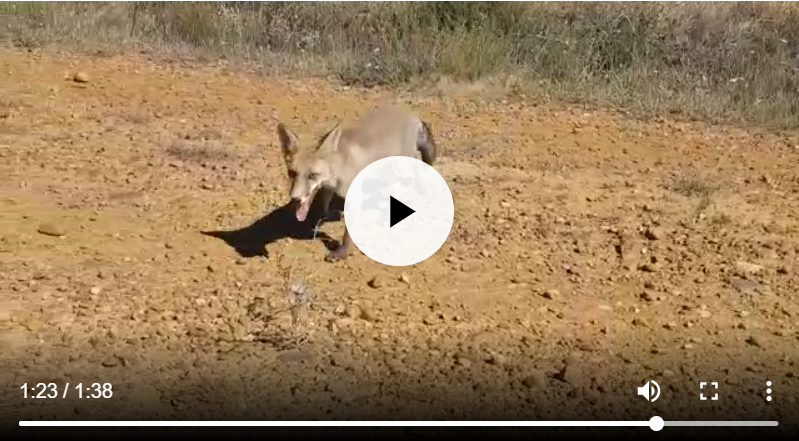 ¿El zorro es un animal salvaje o doméstico?