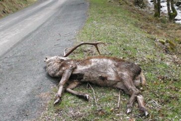 Ciervos afectados por sarna en La Rioja