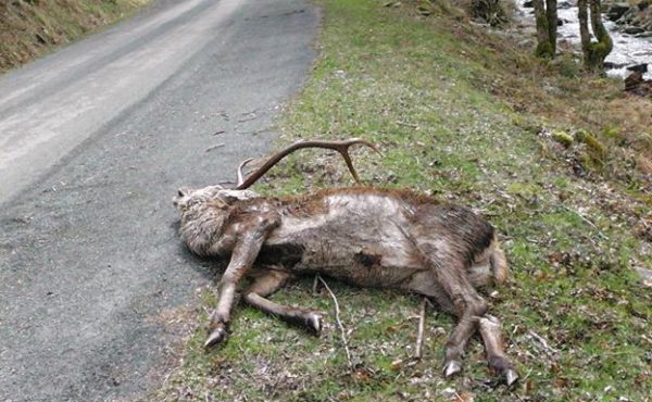 Ciervos afectados por sarna en La Rioja