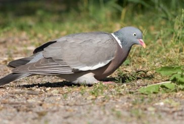 «El día fue perfecto, pero las aves hoy no están por pasar»