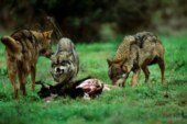 El TSJ de Asturias rechaza el recurso de PACMA contra el Programa Anual de Actuaciones de Control del Lobo