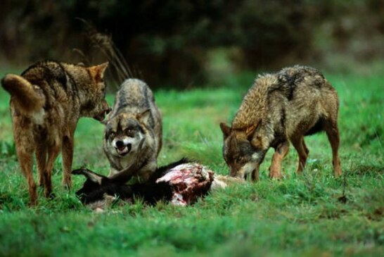 El lobo ataca un 36% más al norte y un 72% al sur del Duero