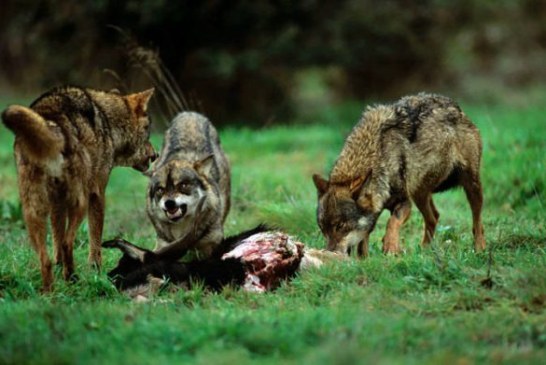 El TSJ de Asturias rechaza el recurso de PACMA contra el Programa Anual de Actuaciones de Control del Lobo