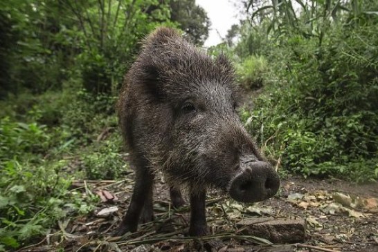 La vacuna para esterilizar jabalís aumenta su agresividad