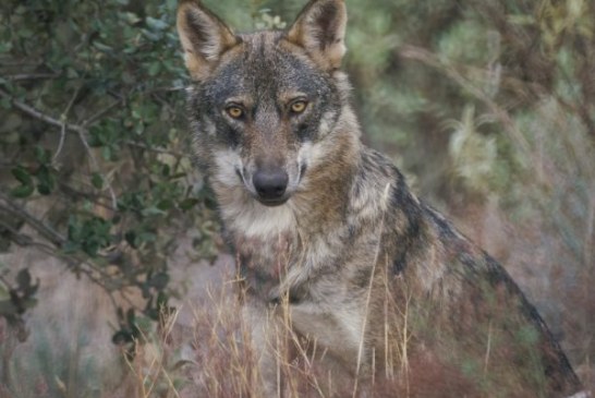 Los lobos matan y devoran a dos perros de un cazador