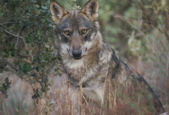 Los lobos matan y devoran a dos perros de un cazador