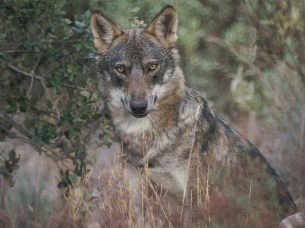 Los lobos matan y devoran a dos perros de un cazador