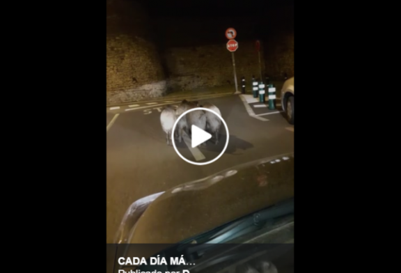 Los jabalíes en las calles, cada día más y más (+ vídeo)