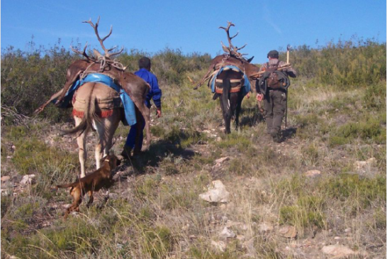 Carne Silvestre, clave para el desarrollo rural