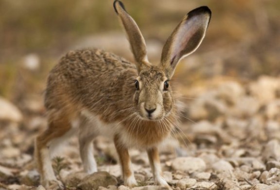 La RFEC suspende la caza de liebre en competición