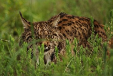 La Junta garantizará con dinero propio el programa de conservación del lince