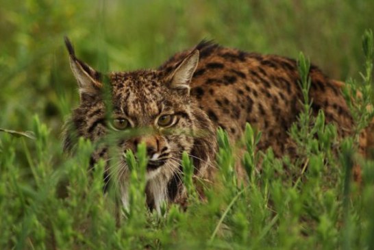 La Junta garantizará con dinero propio el programa de conservación del lince