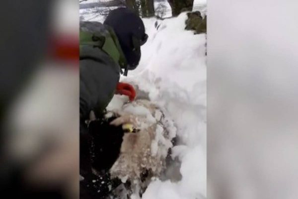 Rescatan ovejas sepultadas por la nieve en Gorbeia